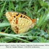 argynnis adippe daghestan karakoysu in laboratory